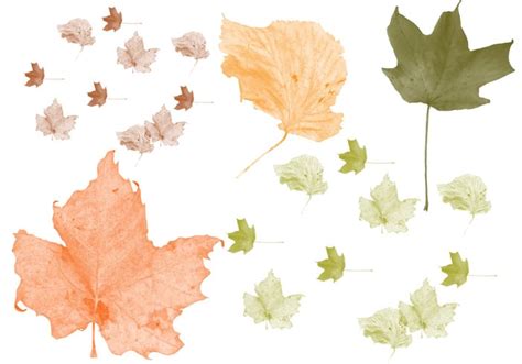 Fall Leaves Brush Pack - Free Photoshop Brushes at Brusheezy!