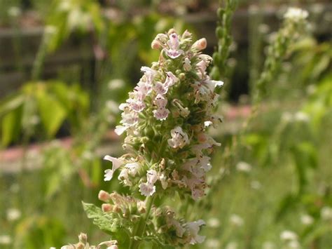 How to forage for wild catnip