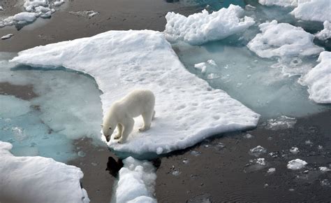 Most Polar Bears To Disappear By End Of Century, Study Finds | TIME