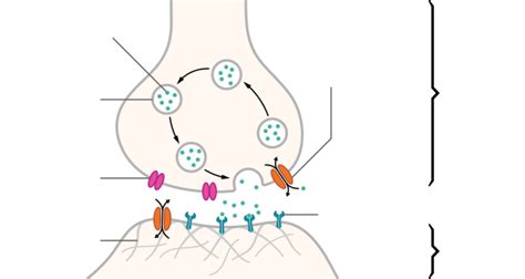 Chemical synapse - Wikipedia