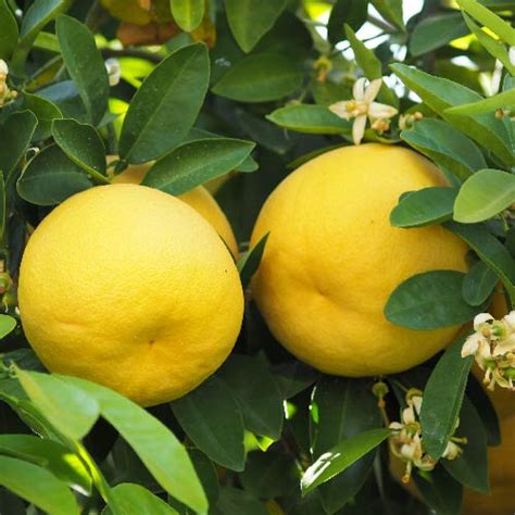 Florida Thompson Grapefruit Trees For Sale | Backyard Citrus Trees