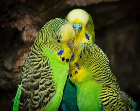 Why Are Budgies So Cheap? How Much Do Budgies Cost? (Revealed ...