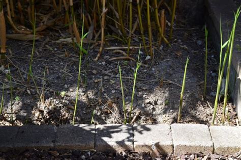 Vigorous Bamboo Can Quickly Take Over - Here's How To Remove It ...