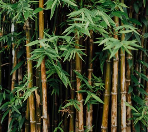 Growing Bamboo: A complete how-to guide - Bambu Batu