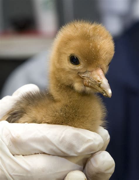 Photo Release: National Zoo’s Wattled Crane Flock Expands | Smithsonian ...