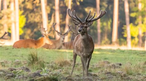 De Hoge Veluwe National Park (Gelderland Province) – LeShuttle