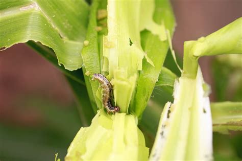 Study reveals ‘net’ is closing in on more viable biological control options for fall armyworm ...