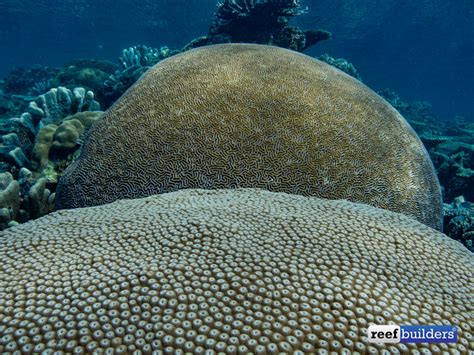 These Two Brain Corals Have Been Duking It Out For A Thousand Years | Reef Builders | The Reef ...