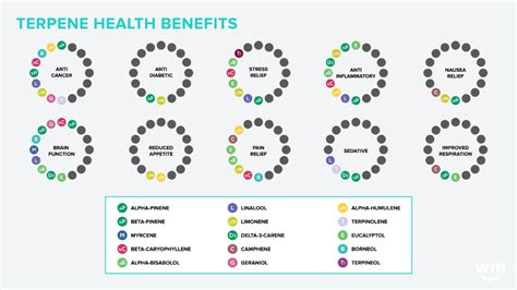 What Are Terpenes? - The Total Report