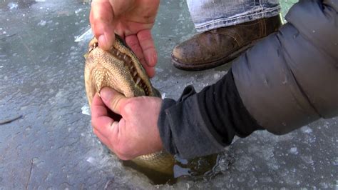 Alligators Survive In Ice — The Wonder of Science