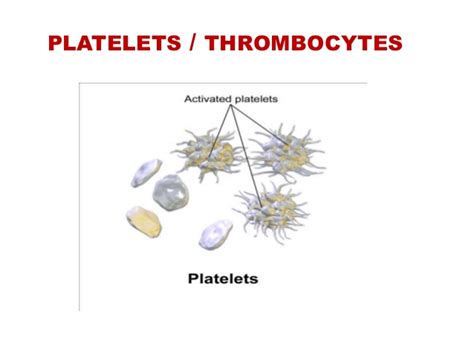 Platelets definition, function, structure, normal range and Thrombopoiesis | Science online