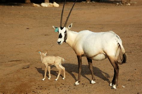 Arabian Oryx and calve (Oryx leucoryx) » United Arab Emirates - Wildlife Gallery | Arabian oryx ...