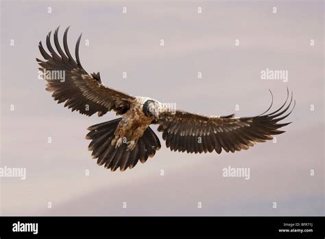 Vulture wingspan hi-res stock photography and images - Alamy