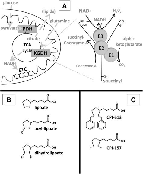 Role of α-ketoglutarate dehydrogenase and its lipoate residues. (A) On ...