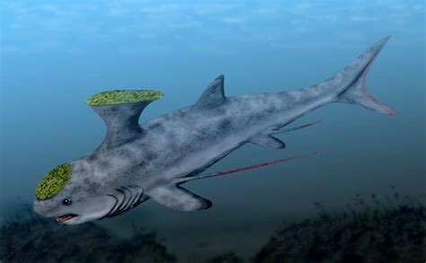 Sharks: Prehistoric Sharks Interesting Info and Pictures - HubPages