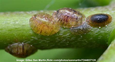 Scale on Plants: How to Kill Scale Bugs (Scale Insects)