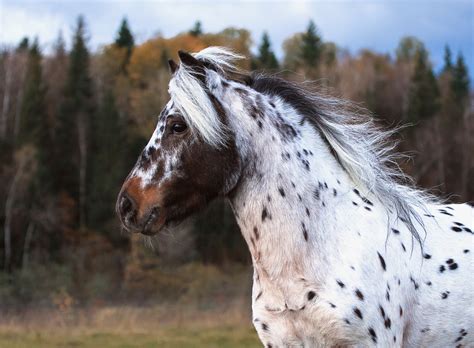 5 Things About the Spectacularly Spotted Appaloosa Horses You Probably ...