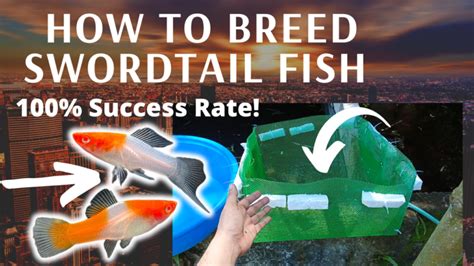 how to breed swordtail fish Breeding and Caring for Swordtail Fish: A Complete Guide for ...