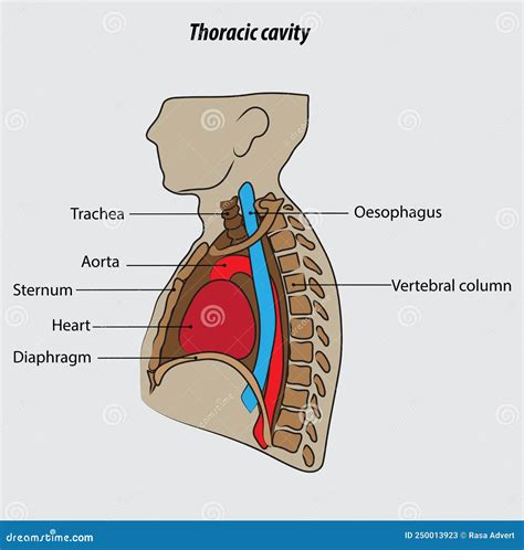 Pleural Cavity Diagram