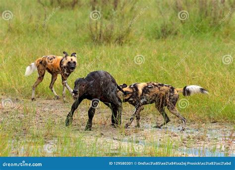 African Wild Dog Predators