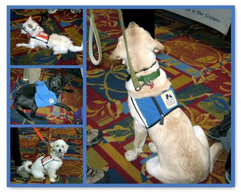 NEADS: Dogs for Deaf and Disabled Americans/Canines for Co… | Flickr