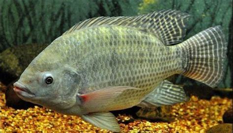 Nile tilapia - Alchetron, The Free Social Encyclopedia