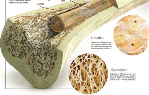 tejido oseo | Hueso esponjoso, Tejido conectivo, Imágenes de enfermería