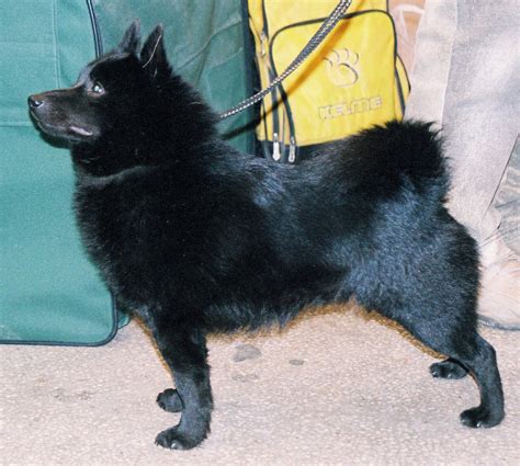 Schipperke Breeders in the USA with Puppies for Sale | PuppyHero