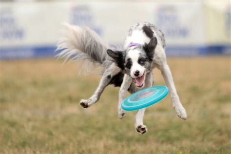 Tighten Up Your Dog's Fetch Game (or Just Have Fun with It) | The Dog ...