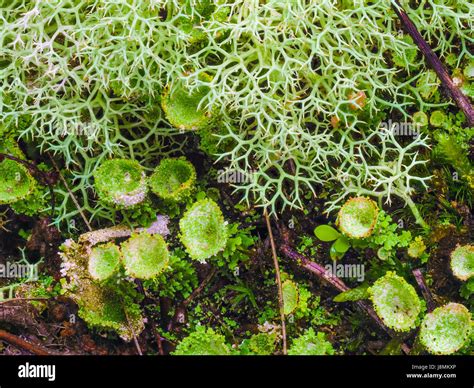 Various mosses lichens and plants hi-res stock photography and images ...