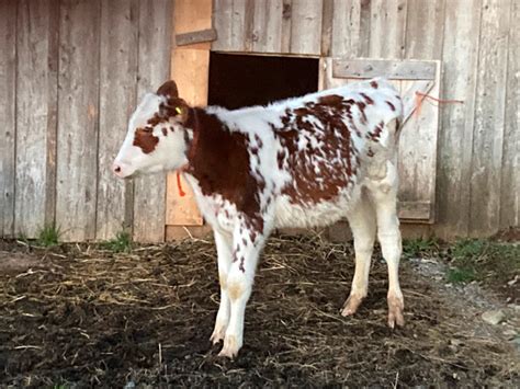 Holstein bull calves | Livestock | Annapolis Valley | Kijiji