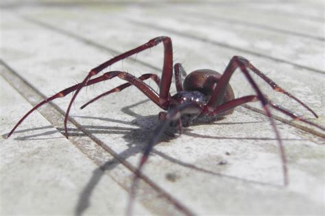 False black widow spiders to invade UK homes as warmer weather brings in mating season | London ...