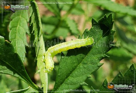 Cabbage Looper Moth