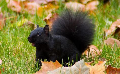 black, Squirrel Wallpapers HD / Desktop and Mobile Backgrounds