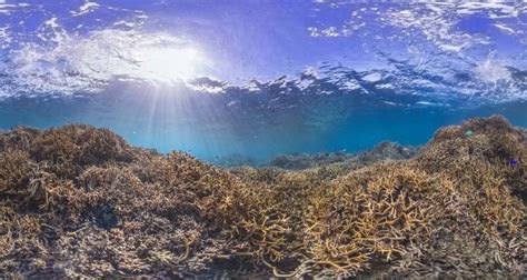 Coral Reef Bleaching: Shocking Before And After Photos