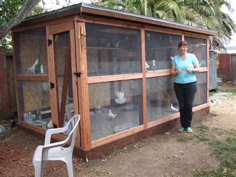 the rescue report: How to Create an Aviary for Rescued King Pigeons