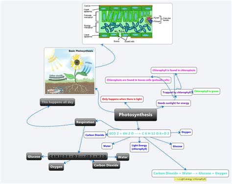 Photosynthesis - XMind - Mind Mapping Software