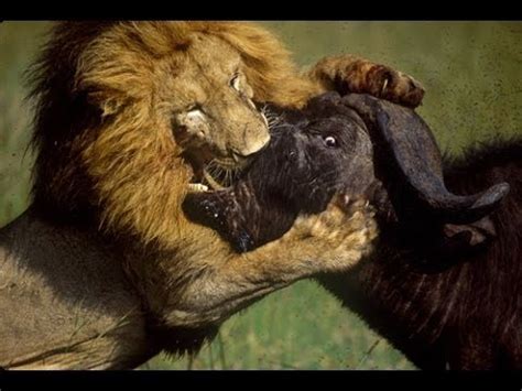 Life of Lions - Hunting, Fighting & Mating [Full Documentary 2014] - YouTube