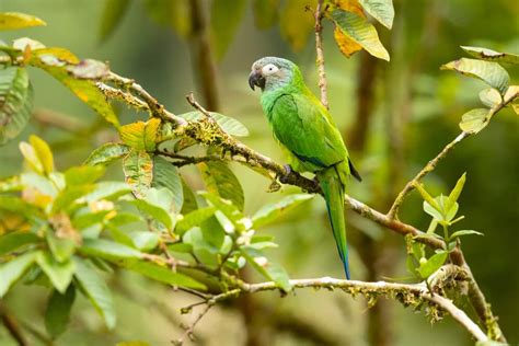 25 Incredible Bird Species Of The Amazon – Science Sensei