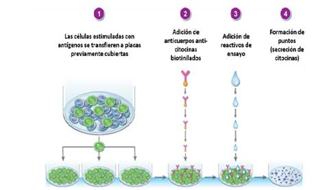 ELISPOT para la detección de citocinas y ensayo FluoroSpot | British ...