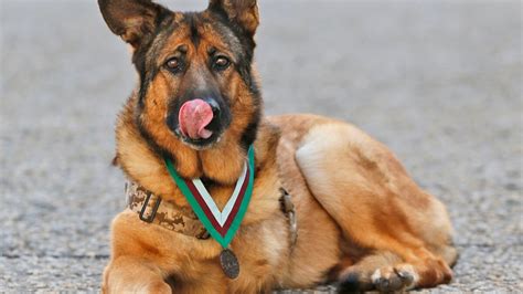 US Military Dog Awarded Top Honor for Bravery