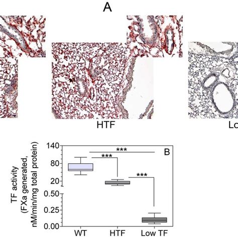 Tissue factor expression levels in wild-type (WT), HTF and low TF mice ...