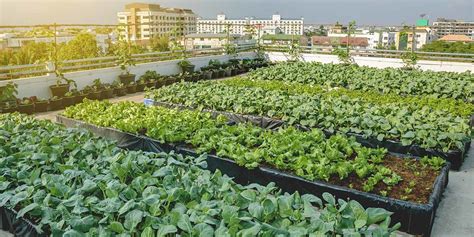 Urban Farming Ultimate Guide and Examples | GroCycle