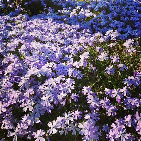 Creeping phlox as a ground cover #beckysblossoms | Creeping phlox ...