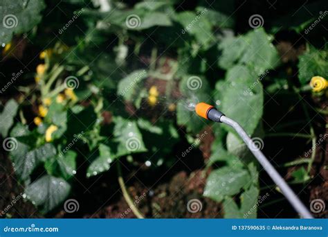 Gardening and Watering Plants, Spray Water Plants in the Garden Stock Image - Image of ...