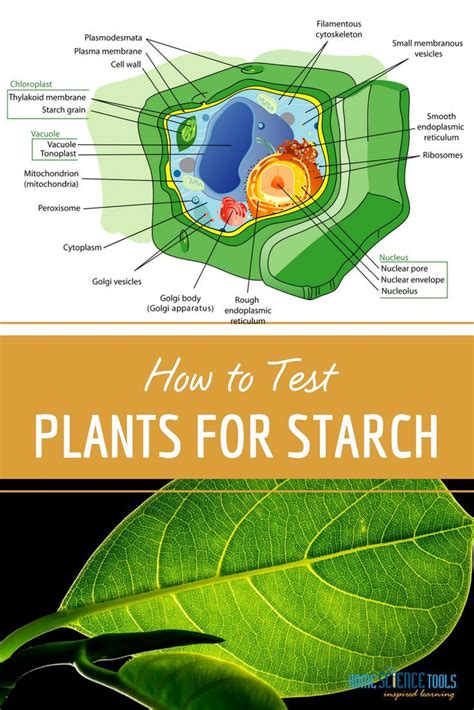 Starch Test for Plants - Life Science Experiment | HST | Life science experiments, Middle school ...