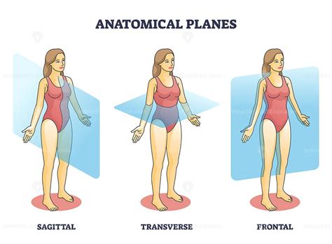 Anatomical planes examples for medical human body transection outline ...