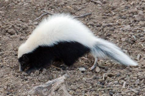 american hog nosed skunk - Google Search North American Animals, North American Wildlife ...