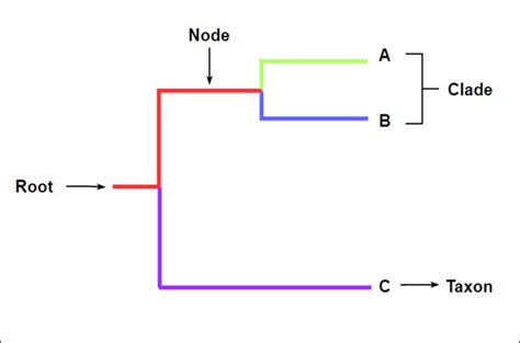 What is a Cladogram: Explain with Editable Examples