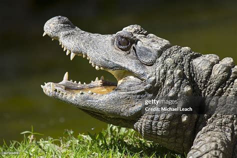 Dwarf Crocodile High-Res Stock Photo - Getty Images